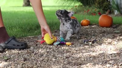 Hayden, a male French Bulldog for sale in Millersburg, OH – 10 of 10