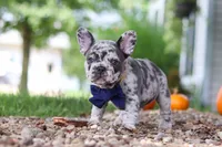 Hayden, a male French Bulldog for sale in Millersburg, OH – 5 of 10