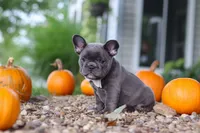 Haven, a female French Bulldog for sale in Millersburg, OH – 5 of 9
