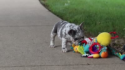 Hope, a female French Bulldog for sale in Millersburg, OH – 10 of 10