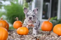 Hope, a female French Bulldog for sale in Millersburg, OH – 8 of 10