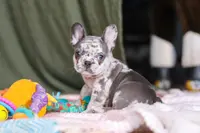 Haven, a female French Bulldog for sale in Millersburg, OH – Photo 10 of 10