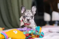 Haven, a female French Bulldog for sale in Millersburg, OH – Photo 4 of 10