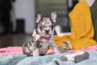 Haven, a female French Bulldog for sale in Millersburg, OH – Photo 9 of 10