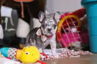 Haven, a female French Bulldog for sale in Millersburg, OH – Photo 3 of 10