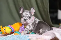 Haven, a female French Bulldog for sale in Millersburg, OH – Photo 8 of 10