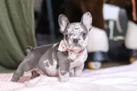 Haven, a female French Bulldog for sale in Millersburg, OH – Photo 7 of 10