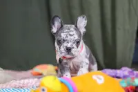 Haven, a female French Bulldog for sale in Millersburg, OH – Photo 5 of 10