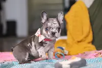 Haven, a female French Bulldog for sale in Millersburg, OH – Photo 1 of 10