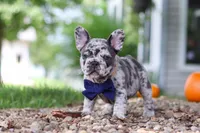 Hayden, a male French Bulldog for sale in Millersburg, OH – 9 of 10