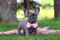Lucy, a female French Bulldog for sale in Millersburg, OH – 4 of 7