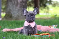 Lucy, a female French Bulldog for sale in Millersburg, OH – 7 of 7