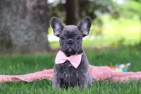 Lucy, a female French Bulldog for sale in Millersburg, OH – 1 of 7
