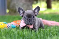 Lucy, a female French Bulldog for sale in Millersburg, OH – 2 of 7