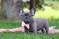 Lucy, a female French Bulldog for sale in Millersburg, OH – 3 of 7