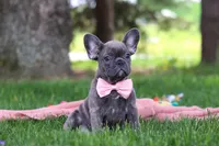 Lucy, a female French Bulldog for sale in Millersburg, OH – 5 of 7