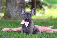 Lucy, a female French Bulldog for sale in Millersburg, OH – 6 of 7