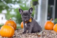 Hallie, a female French Bulldog for sale in Millersburg, OH – 3 of 7