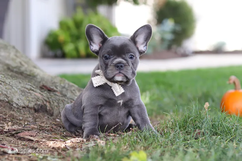 Haven – French Bulldog puppy for sale in Millersburg, OH