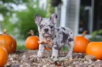 Hope, a female French Bulldog for sale in Millersburg, OH – 6 of 10