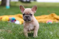 Layla, a female French Bulldog for sale in Millersburg, OH – Photo 5 of 9