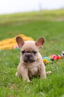 Layla, a female French Bulldog for sale in Millersburg, OH – Photo 9 of 9