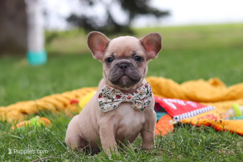 Layla – French Bulldog puppy on hold in Millersburg, OH