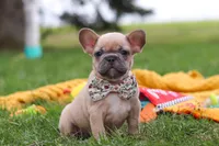 Layla, a female French Bulldog for sale in Millersburg, OH – Photo 2 of 9