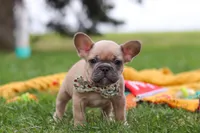 Layla, a female French Bulldog for sale in Millersburg, OH – Photo 8 of 9