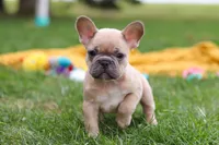 Layla, a female French Bulldog for sale in Millersburg, OH – Photo 7 of 9