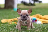 Layla, a female French Bulldog for sale in Millersburg, OH – Photo 4 of 9