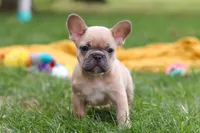 Layla, a female French Bulldog for sale in Millersburg, OH – Photo 6 of 9