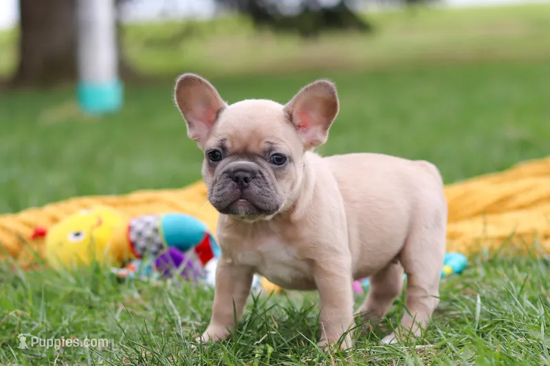 Layla – French Bulldog puppy for sale in Millersburg, OH