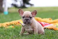 Layla, a female French Bulldog for sale in Millersburg, OH – Photo 3 of 9