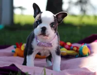 Bailey, a female Frenchton for sale in Millersburg, OH – Photo 2 of 5