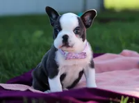 Bailey, a female Frenchton for sale in Millersburg, OH – Photo 3 of 5