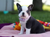 Bailey, a female Frenchton for sale in Millersburg, OH – Photo 1 of 5