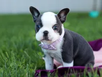 Bailey, a female Frenchton for sale in Millersburg, OH – Photo 4 of 5