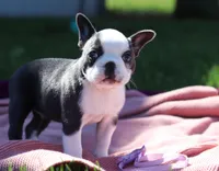 Bailey, a female Frenchton for sale in Millersburg, OH – Photo 5 of 5