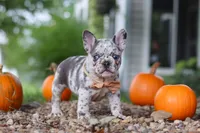 Hope, a female French Bulldog for sale in Millersburg, OH – 7 of 10