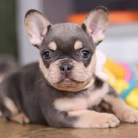 Bebe, a female French Bulldog for sale in Millersburg, OH – Photo 4 of 6
