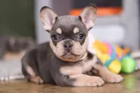 Bebe, a female French Bulldog for sale in Millersburg, OH – Photo 4 of 6