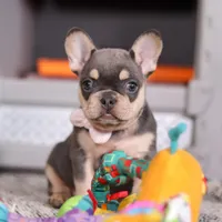 Bebe, a female French Bulldog for sale in Millersburg, OH – Photo 3 of 6
