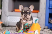 Bebe, a female French Bulldog for sale in Millersburg, OH – Photo 3 of 6