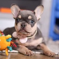 Bebe, a female French Bulldog for sale in Millersburg, OH – Photo 6 of 6
