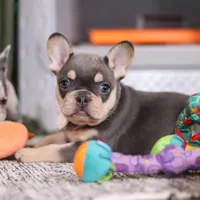 Bebe, a female French Bulldog for sale in Millersburg, OH – Photo 5 of 6