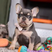 Bebe, a female French Bulldog for sale in Millersburg, OH – Photo 1 of 6