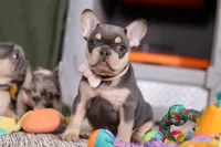 Bebe, a female French Bulldog for sale in Millersburg, OH – Photo 1 of 6