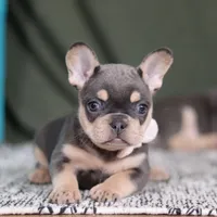 Bebe, a female French Bulldog for sale in Millersburg, OH – Photo 2 of 6