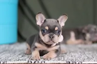 Bebe, a female French Bulldog for sale in Millersburg, OH – Photo 2 of 6